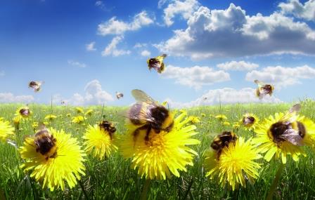 Bees Could Send Food Prices Soaring