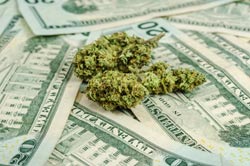 Marijuana penny stocks cash