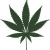 marijuana stocks to invest in