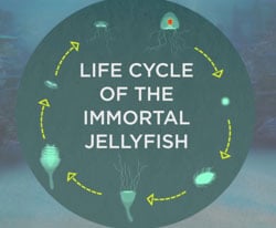 are jellyfish immortal