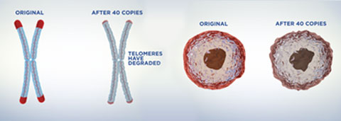 telomeres gene