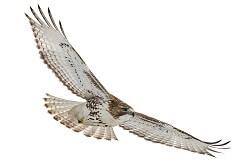 hawkish