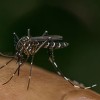 the cost of Zika