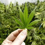 recreational marijuana sales in Nevada