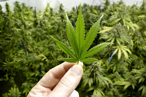 recreational marijuana sales in Nevada