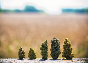 Colorado marijuana laws 