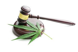 Maryland marijuana