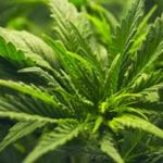 top marijuana penny stock to watch in 2018