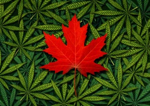 canadian marijuana penny stocks to watch