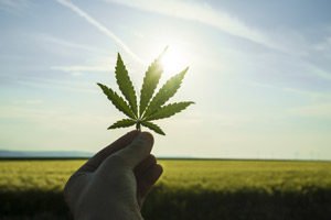 marijuana penny stocks to watch in november 2017