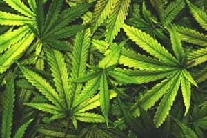 Canadian recreational marijuana sales
