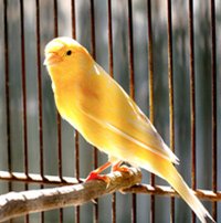 canary