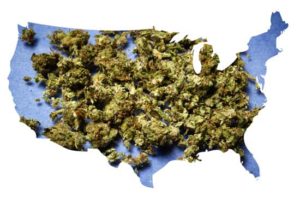 weed america