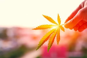 Marijuana leaf