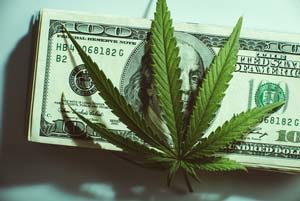 weed with 100 bill background