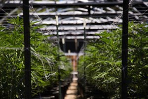 best marijuana stocks to buy now