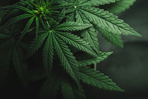 best marijuana stocks to buy today