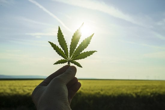 A hand holding a cannabis leaf toward the sky.