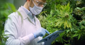 Scientist surrounded by cannabis plants holding an iPad.